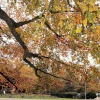 Autumn Springfield park