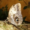 Butterfly farm near Conwy