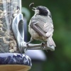 Juggling Sparrow