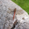 Dragon fly