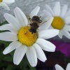 Daisy and Bee