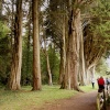 Red Woods, Plas Newydd