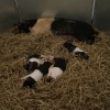 Pigs at the show