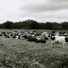 Cows at Claxton