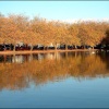 Trees by the riverbank