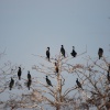 A flight of Cormorants