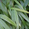 Willow Cane from the former home of C. S. Lewis.