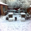 Dogs love the snow