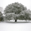 Winter wonderland 2010
