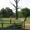 An Old Tree at Bushey Park