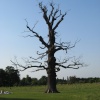 Old tree at Bushey Park