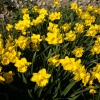 Daffodils