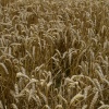 Wheatfields