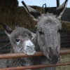 Donkey and baby donkey