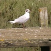 Little bird