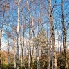 Silver Birch trees in Tinsley, South Yorkshire