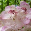 Rhododendron Hybrid 'Baroness Henry Schroeder' at Otterhead