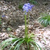 Bluebells