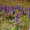 Ground cover on the Tissington Trail