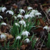 Snowdrops