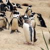 Penquin Playtime