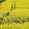 Oil seed rape