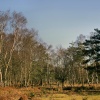 Arne Nature Reserve, Dorset.