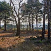 Arne Nature Resurve, Dorset.