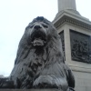 Some Old Lion