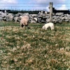 Just a couple of Sheep.
