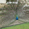 Another peacock showing off