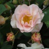 Rose at Castle Howard gardens
