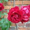 Roses at Belton House gardens