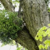 Mistletoe in an old tree at Burghley park