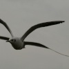 Black Headed Gull?