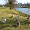 Geese