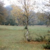 Autumn in the New Forest