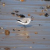 Sanderling