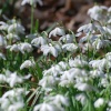 Snowdrops