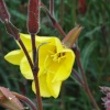 Pretty flower at Audley End gardens
