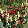 Audley End gardens