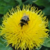 Bumblebee at Audley End garden
