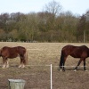 Horses