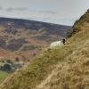 Sheep on backtor near Castleton