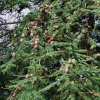 Fir Tree in the Churchyard