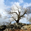 Bradgate Park