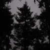 Deep in the Forest