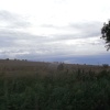 Field bales