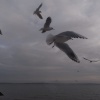 More Gulls