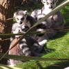 Lemurs at the park.